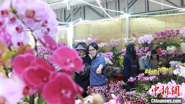 （新春走基层）税惠红利持续释放 广东花卉企业线上线下拓销路